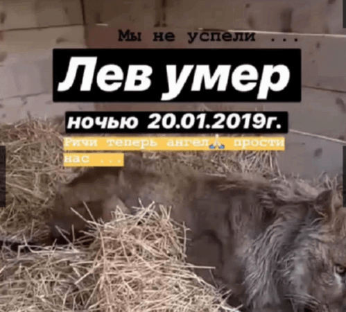 Второй год зоозащитники не могут найти управу и спасти сотни замученных животных из частного «зоопарка смерти» Падалко Второй год зоозащитники не могут найти управу и спасти сотни замученных животных из частного «зоопарка смерти» Падалко