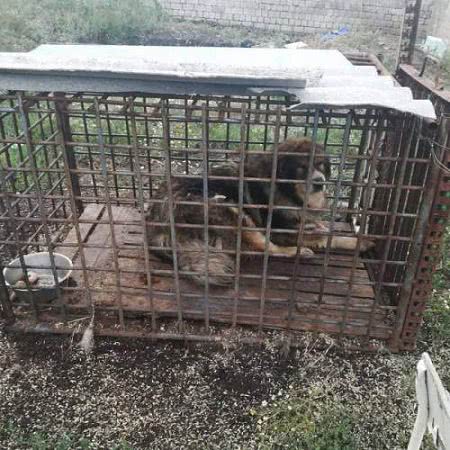 Второй год зоозащитники не могут найти управу и спасти сотни замученных животных из частного «зоопарка смерти» Падалко Второй год зоозащитники не могут найти управу и спасти сотни замученных животных из частного «зоопарка смерти» Падалко
