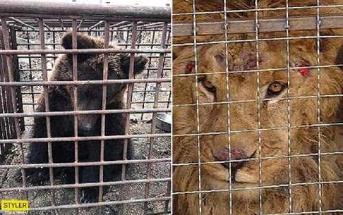 Второй год зоозащитники не могут найти управу и спасти сотни замученных животных из частного «зоопарка смерти» Падалко