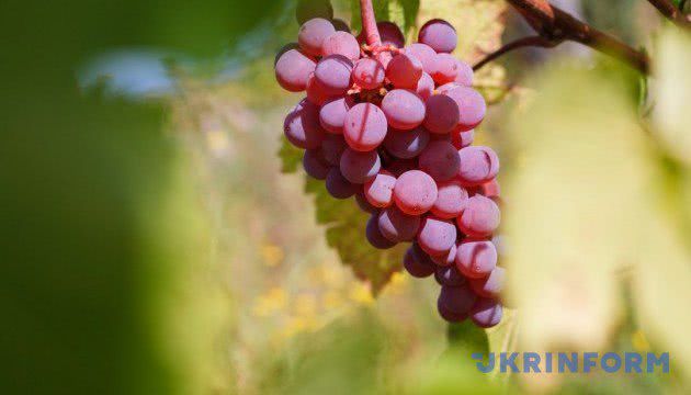 Одещина кличе на фестиваль бессарабських традицій