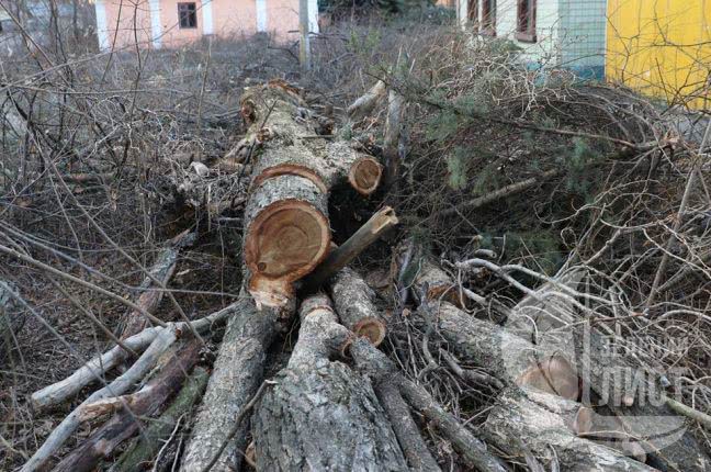 В Одессе на территории бывшего детского лагеря массово вырубили деревья