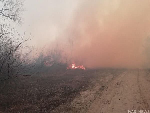 В Одесской области при помощи авиации тушат масштабный пожар в лесничестве (фото)