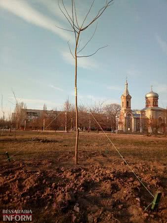 В Измаиле приступили к весенней высадке деревьев - начали с парка Памяти (фотофакт)