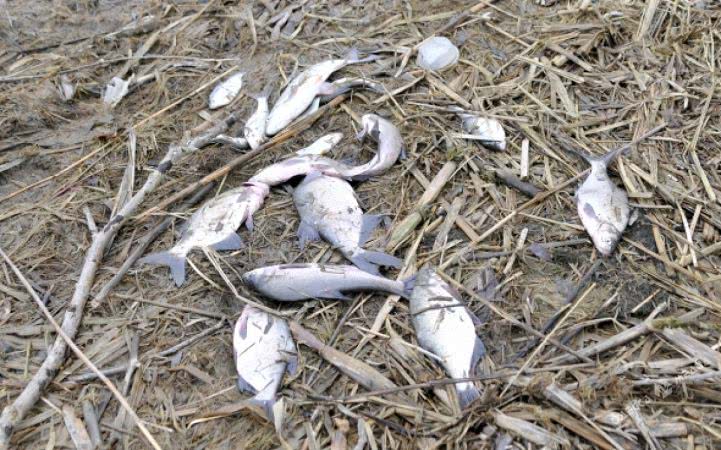 Всего за месяц браконьеры незаконно выловили более полтонны рыбы в Одесской области