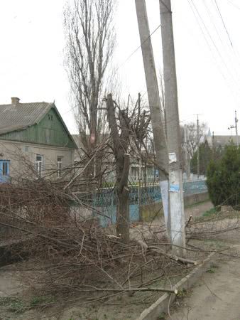 В Арцизе деревья после обрезки выглядят уродами (ФОТО)