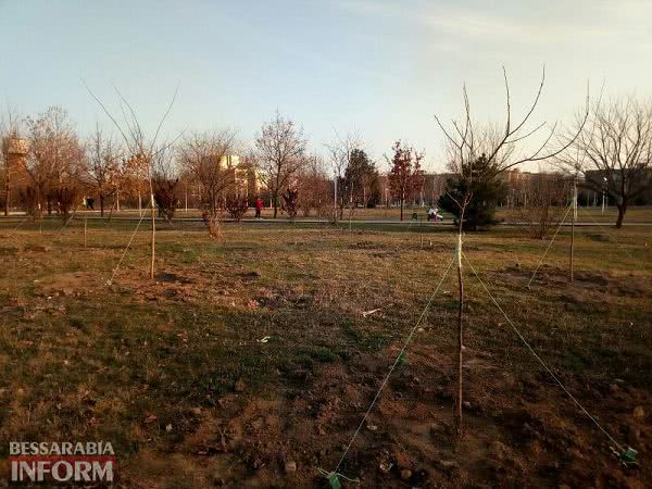 В Измаиле приступили к весенней высадке деревьев — начали с парка Памяти (фотофакт)