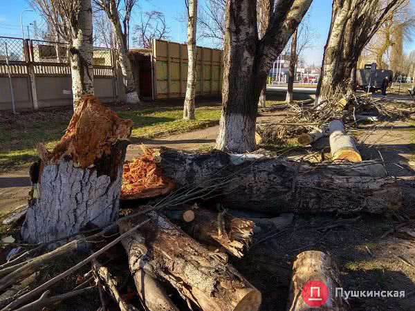 На Черноморского казачества из-за рухнувшего дерева не ходят трамваи. Фото