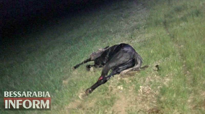 Автомобиль сбил насмерть лошадь в Измаиле