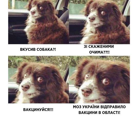 Минздрав отправил в Одесскую область 1,5 тысячи вакцин от бешенства
