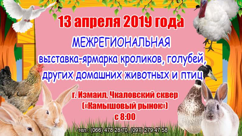 Смотр пернатых и ушастых: на выходных измаильчан приглашают на большую ярмарку домашних животных и птиц