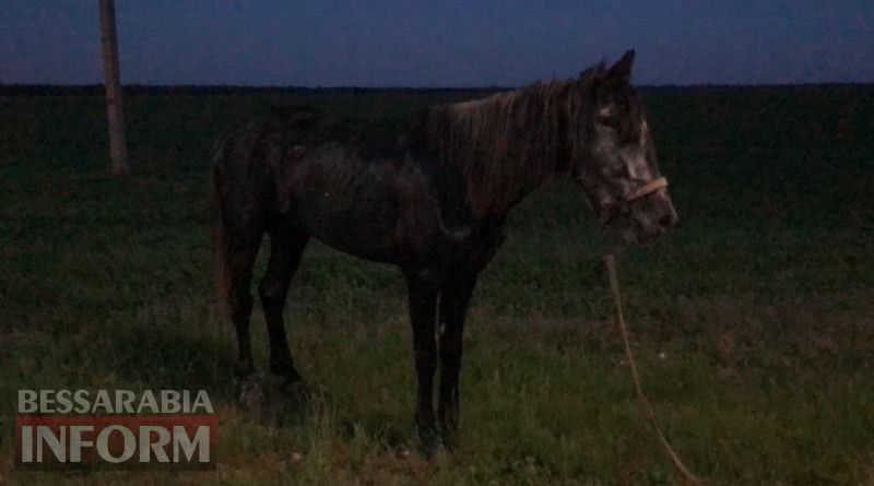 На въезде в Измаил пьяный водитель на "девятке" убил лошадь