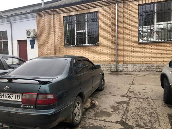 Массовая травля собак в Измаиле: животные умирают в страшных муках