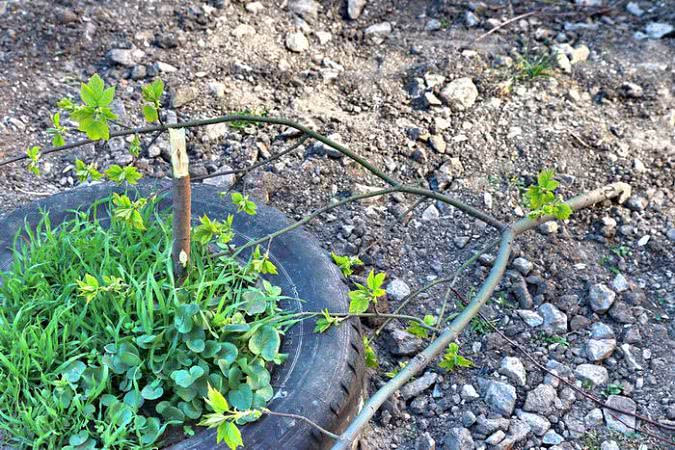 На Армейской саженцы поломали и полили бензином