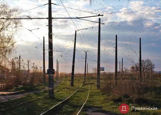 С приходом тепла в Одессе и области наблюдается удивительное природное явление – тысячные рои комаров-звонцов. Фото