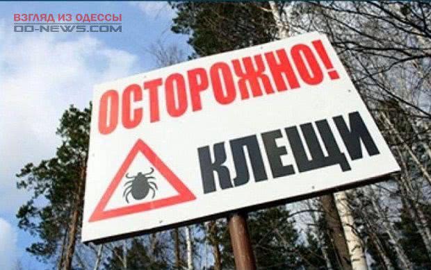 Медики Одессы и региона предупреждают об активности опасных паукообразных