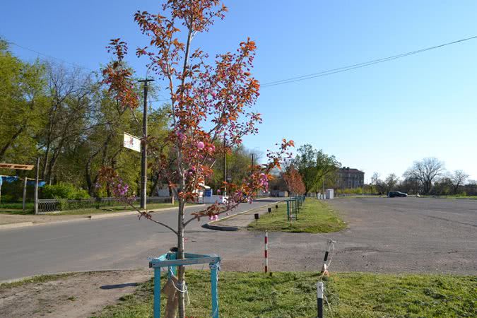 В Аккермане зацвела сакура (фотофакт)