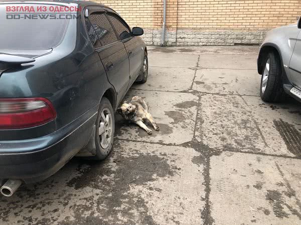 В Одесском регионе всё чаще убивают несчастных бездомных