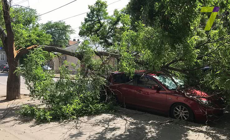 В Одессе подломившийся ствол дерева накрыл легковушку на Молдаванке (фото)