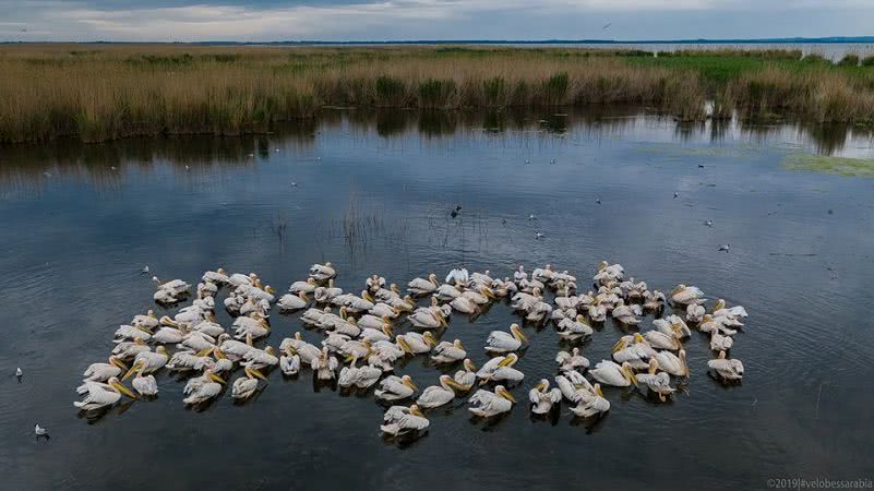 Одесский фотограф показал, как живет стая розовых пеликанов на юге Одесской области (фото)