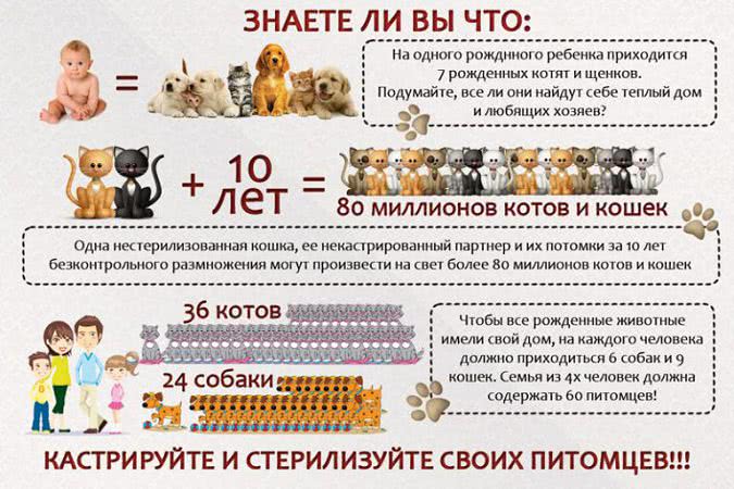 С 16 мая три одесские ветклиники будут бесплатно стерилизовать уличных кошек