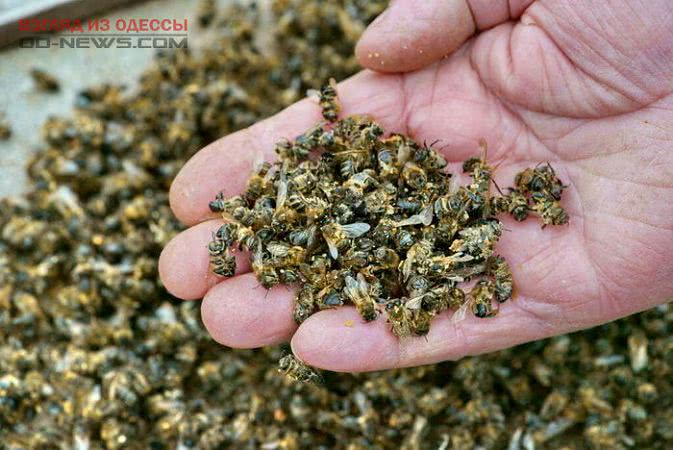 На юге Одесской области зафиксирована массовая гибель пчёл