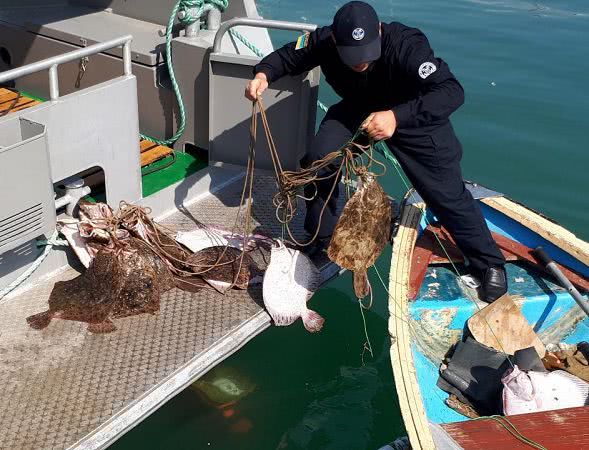 В Черном море пограничники поймали браконьера-рецидивиста, который незаконно выловил 17 камбал. Фото, видео