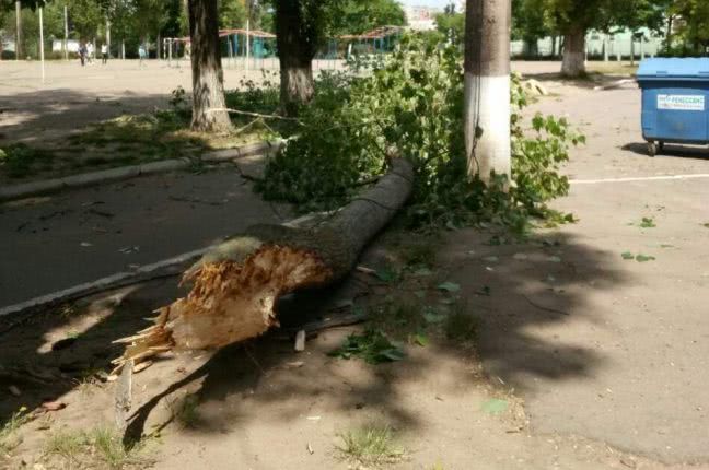 Одесса: огромная ветка старого тополя упала в момент, когда дети выходили со школы (фото)