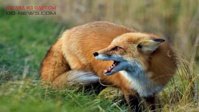 В Одесской области объявили карантин: подробности