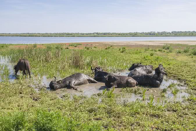 На острове в Одесской области поселилось первое стадо водяных буйволов