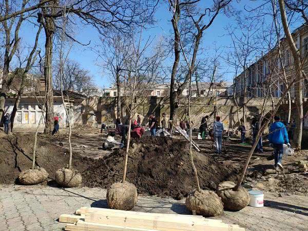 В Летнем театре убрали все деревья, которые высадили волонтеры