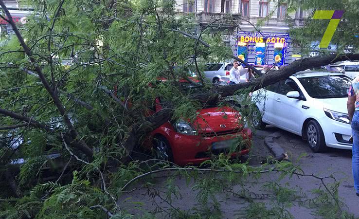 Возле Русского театра упавшая ветка повредила автомобили (фото)