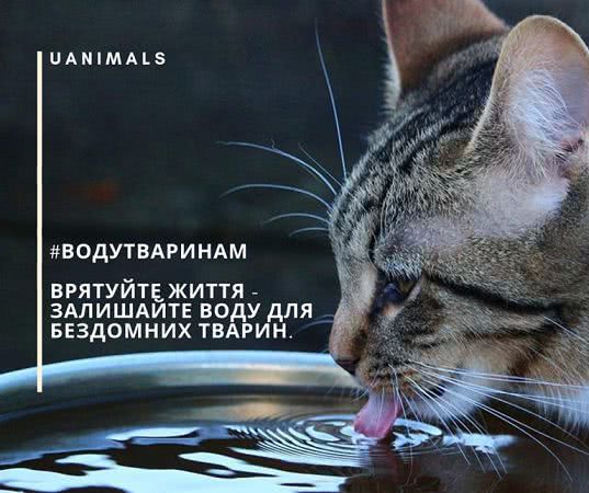 «Воду животным»: одесситов просят помогать братьям нашим меньшим в жару