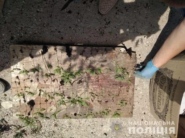 В Одесской области иностранец выращивал у себя дома наркотики и хранил оружие. Фото