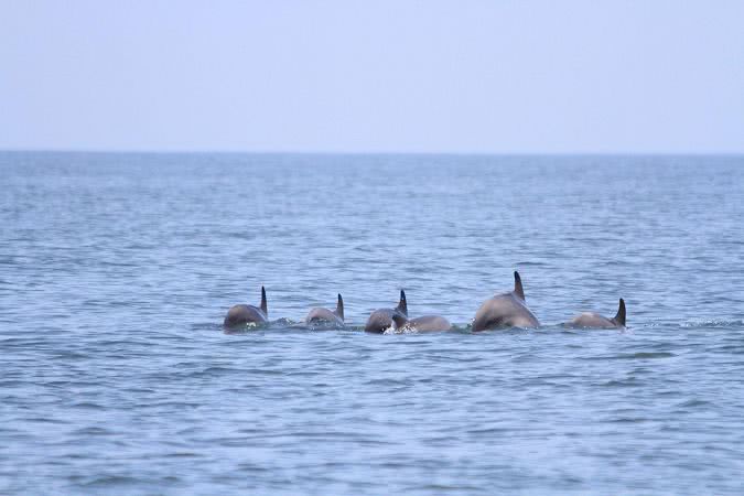 В Черном море считают дельфинов: от Одесской затоки до дельты Дуная — 52 группы