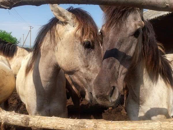 В Одесской области выпустили диких лошадей в заповеднике