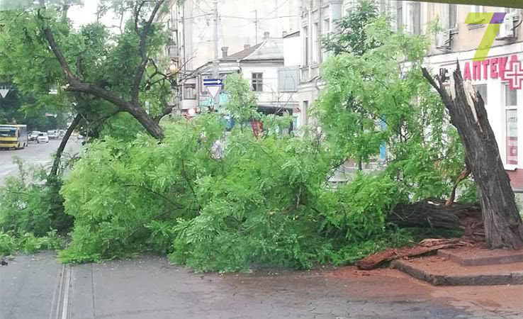 Упавшее дерево частично заблокировало движение транспорта в центре Одессы (фото)