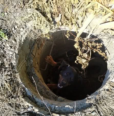В Одесской области сотрудники ГСЧСУ спасли собаку, которая упала в водопроводный колодец (фото)