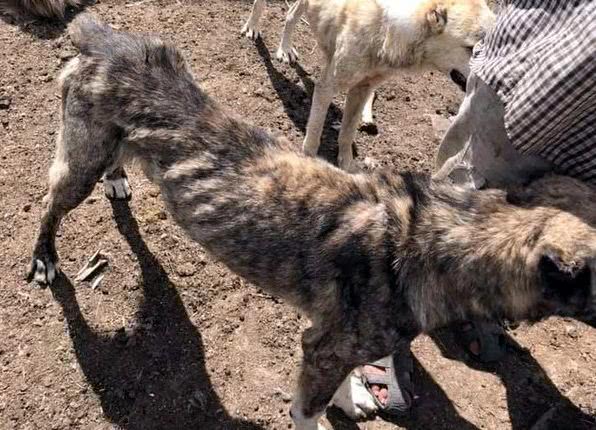 Под Одессой обнаружили собачий концлагерь: оставшихся в живых спасли волонтеры (видео)