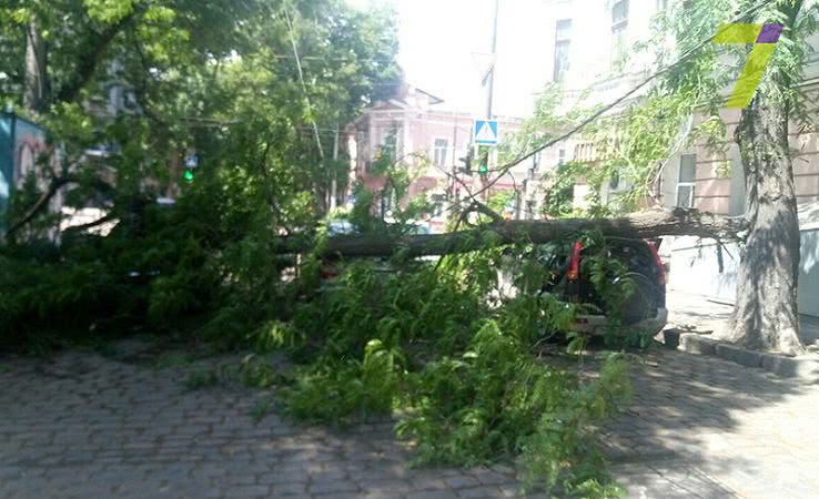 Последствия непогоды в Одесской области: шквальный ветер повалил деревья