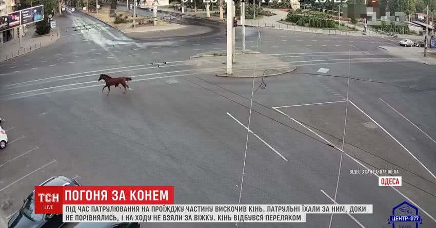 Переляканий кінь ледь не спричинив ДТП в Одесі