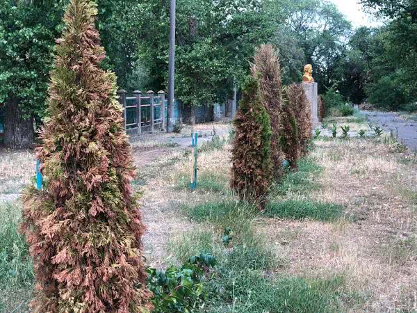 В Белгород-Днестровском парке засохли вечнозелёные кустарники