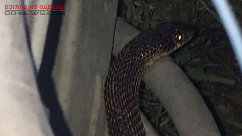В центре Одессы змея заползла во внедорожник