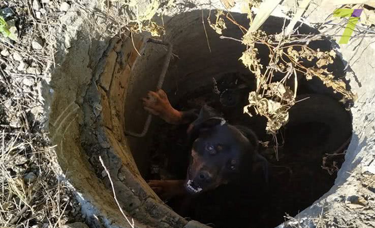 В Одесской области спасли собаку, которая упала в водопроводный колодец (фото)