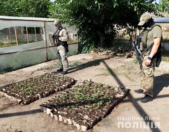 В Одесской области нашли четыре тонны конопли. Фото