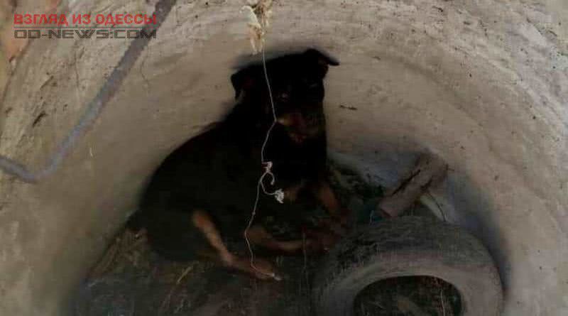В Одесской области из колодца спасли собаку