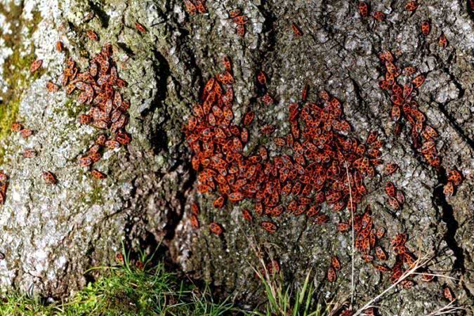 Одесскую область атакуют полчища клопов (фото)