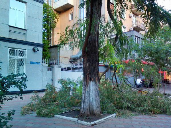 Древопад продолжается: в центре Одессы упала крупная ветка возле школы (фото)