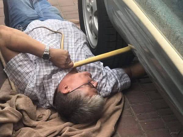 В Одесі півтораметрова червонокнижна змія заповзла в автомобіль, що стояв на вулиці