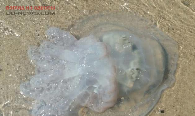 На побережье в Одесской области нашествие корнеротов