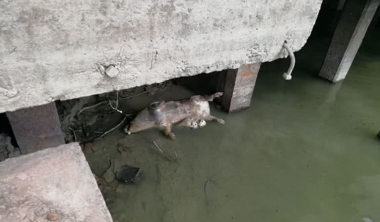 Воды Дуная выбрасывают на берег в районе Рени дохлых свиней - АЧС пока не подтвердили